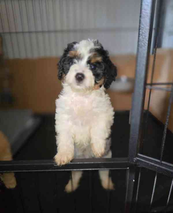 🌟 Milující, etická, DNA testovaná, srdcem vedená štěňata Ca - foto 3