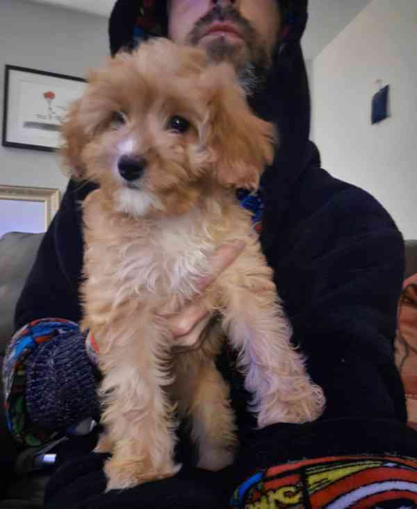 🌟 Milující, etická, DNA testovaná, srdcem vedená štěňata Ca - foto 2