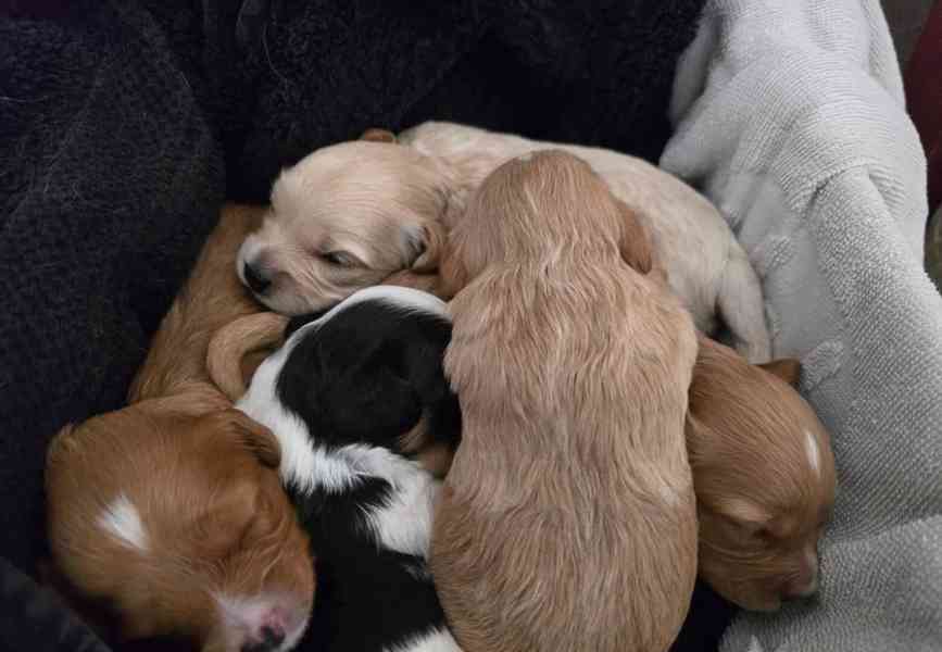 🌟 Milující, etická, DNA testovaná, srdcem vedená štěňata Ca - foto 4