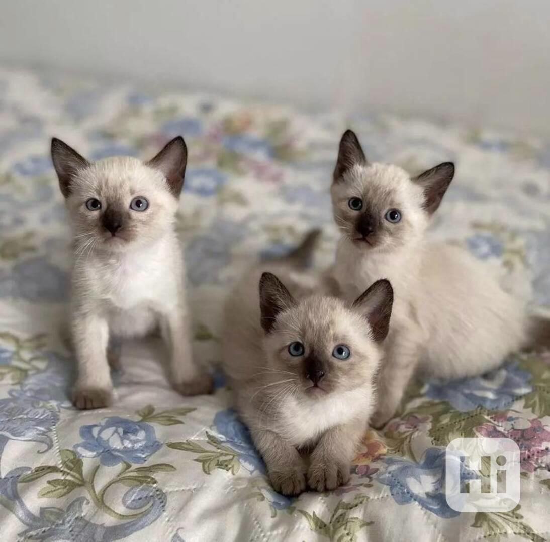 Siamská koťátka k volné adopci   - foto 1