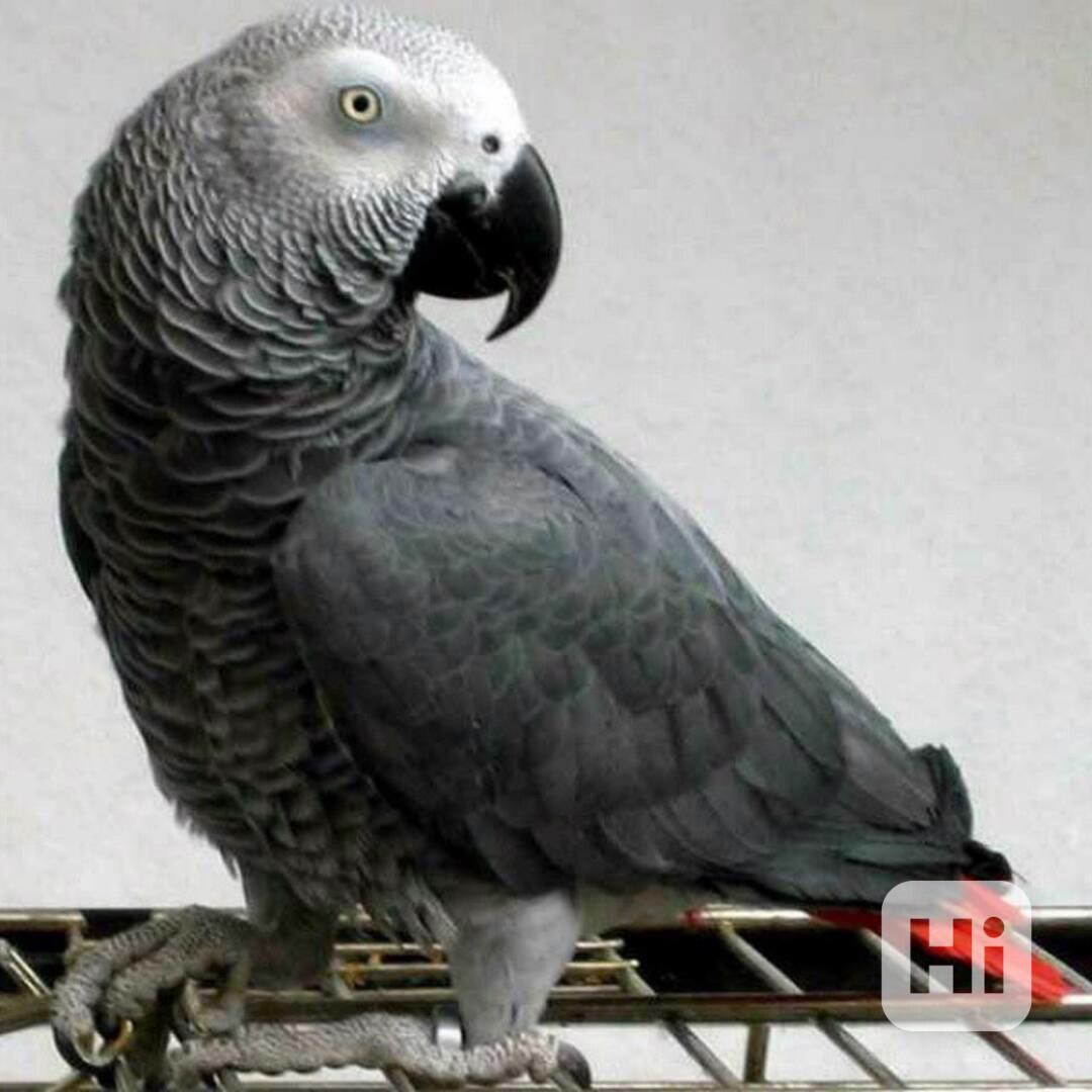 Roztomilí papoušci arové  - foto 1