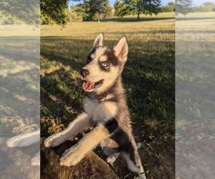 PRODÁM ŠTĚŇATA SIBIŘSKÉHO HUSKY - foto 7