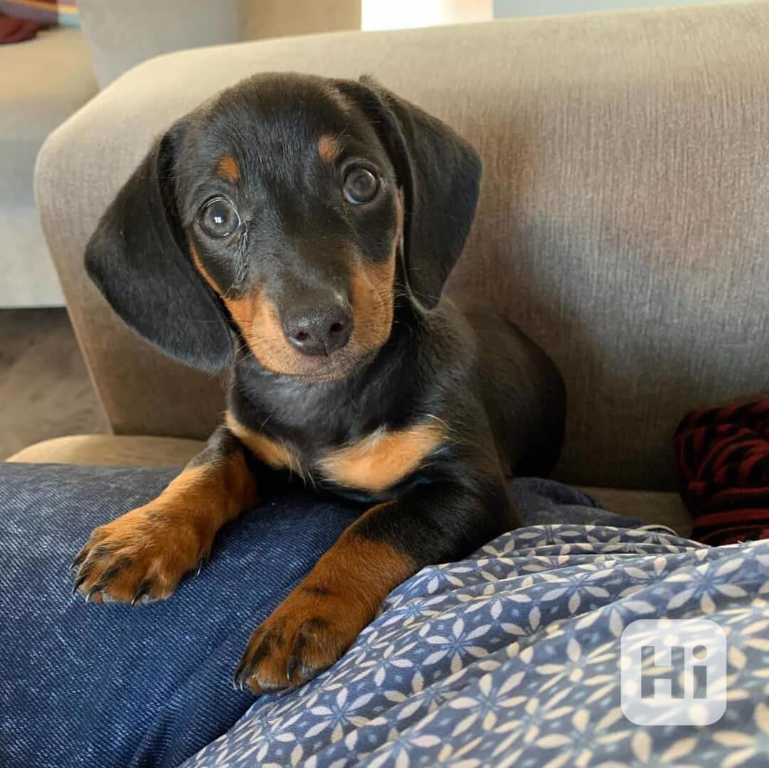 DACHUND - foto 1
