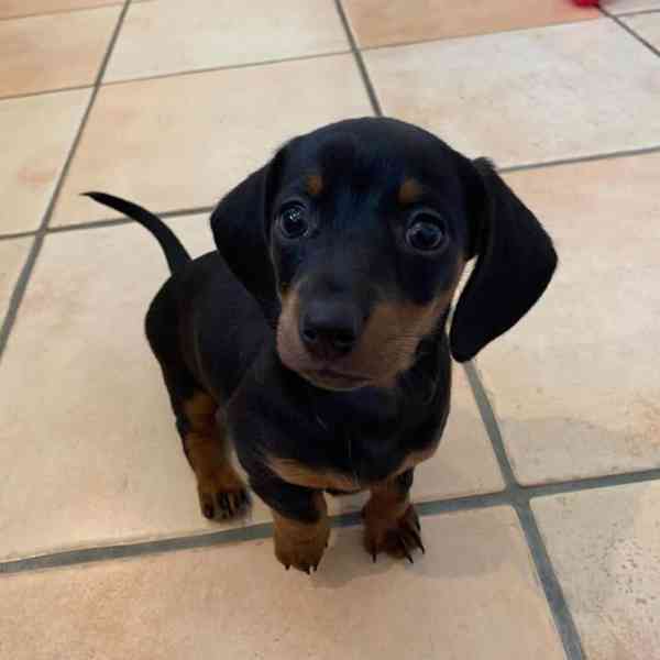 DACHUND - foto 3