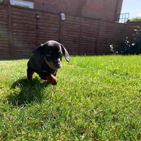 DACHUND - foto 2