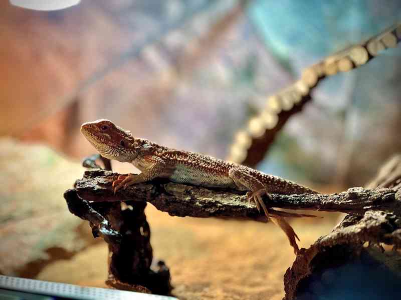 Agama vousatá s vybavením  - foto 2