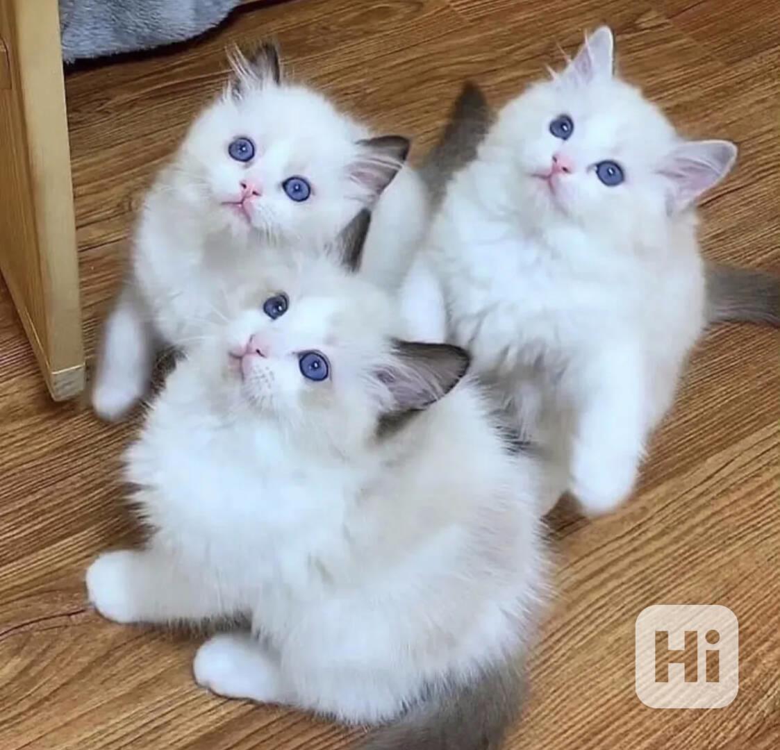 Ragdoll kočky - foto 1