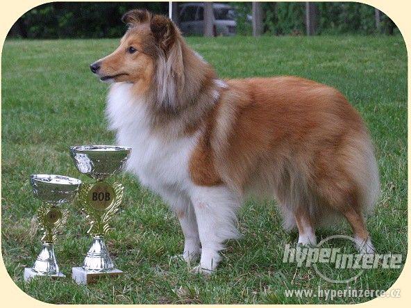 Šeltie, sheltie - štěňátka s PP - foto 1