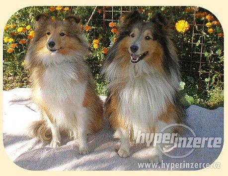 Šeltie, sheltie - štěňátka s PP - foto 2