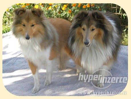 Šeltie, sheltie - štěňátka s PP - foto 3
