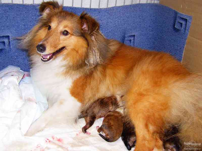 Šeltie, sheltie - štěňátka s PP - foto 4