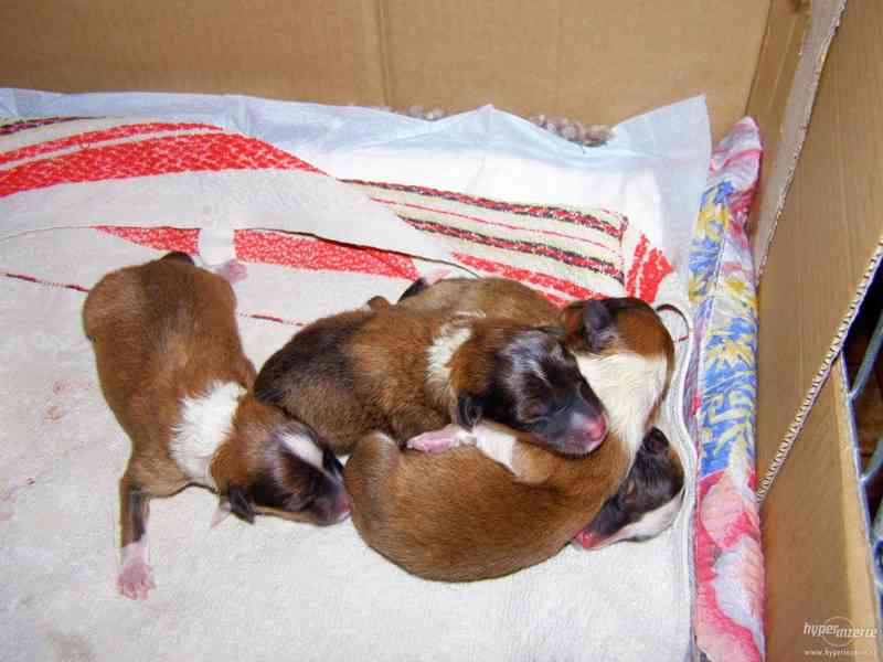 Šeltie, sheltie - štěňátka s PP - foto 5