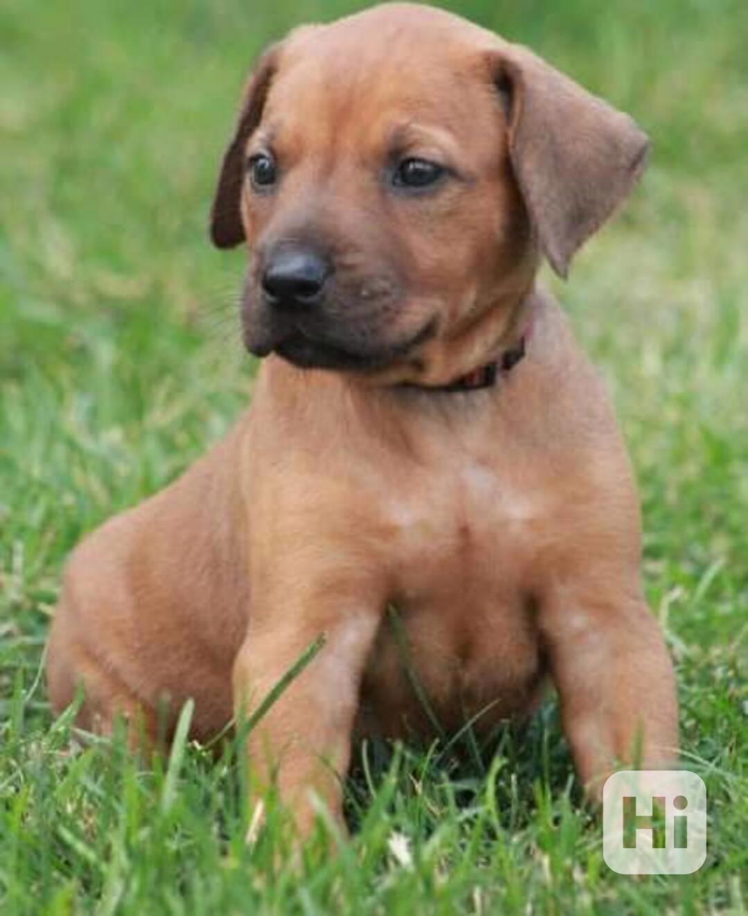 štěňata rhodéského ridgebacka - foto 1