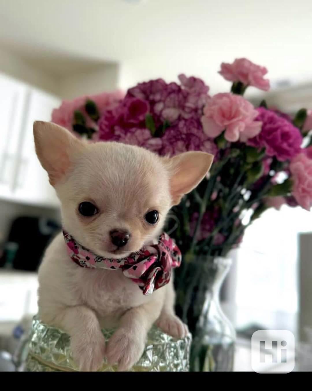 🐶 Štěňata čivav k odběru - foto 1