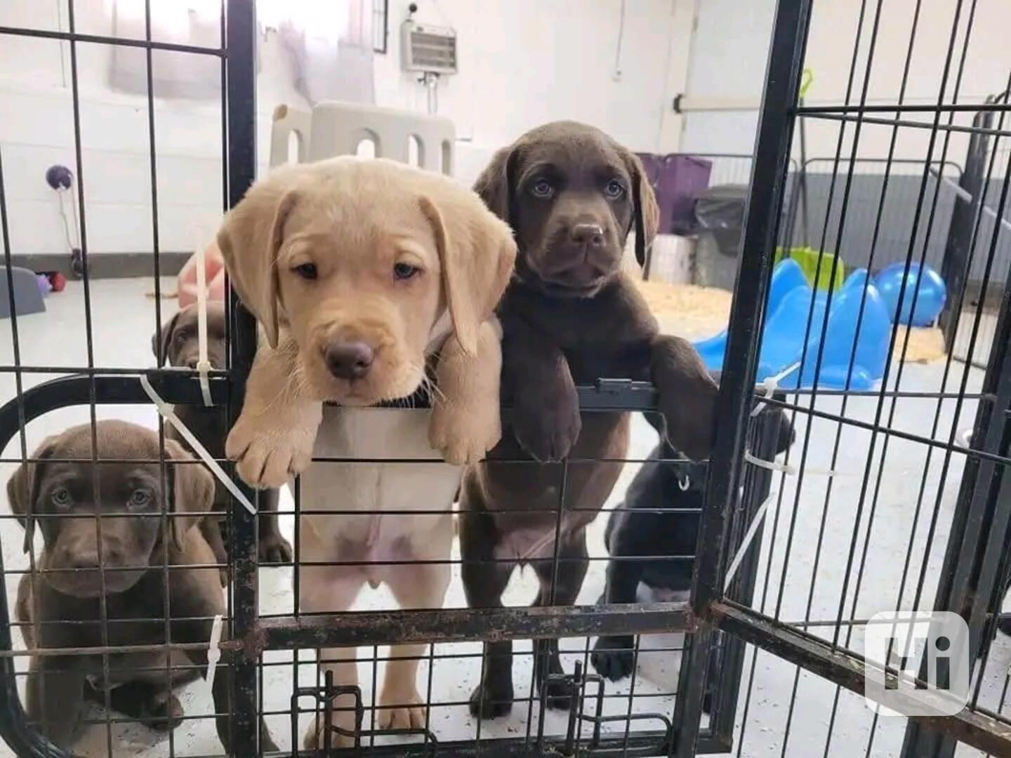 Čistokrevná štěňata na prodej - foto 1