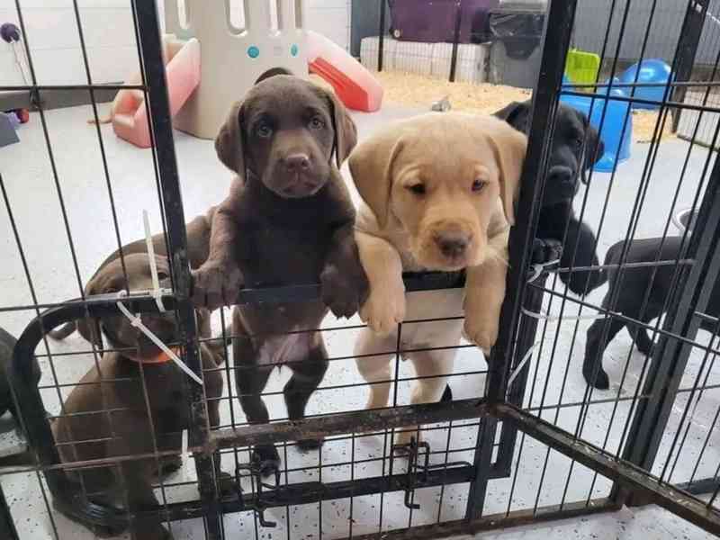 Čistokrevná štěňata na prodej - foto 3