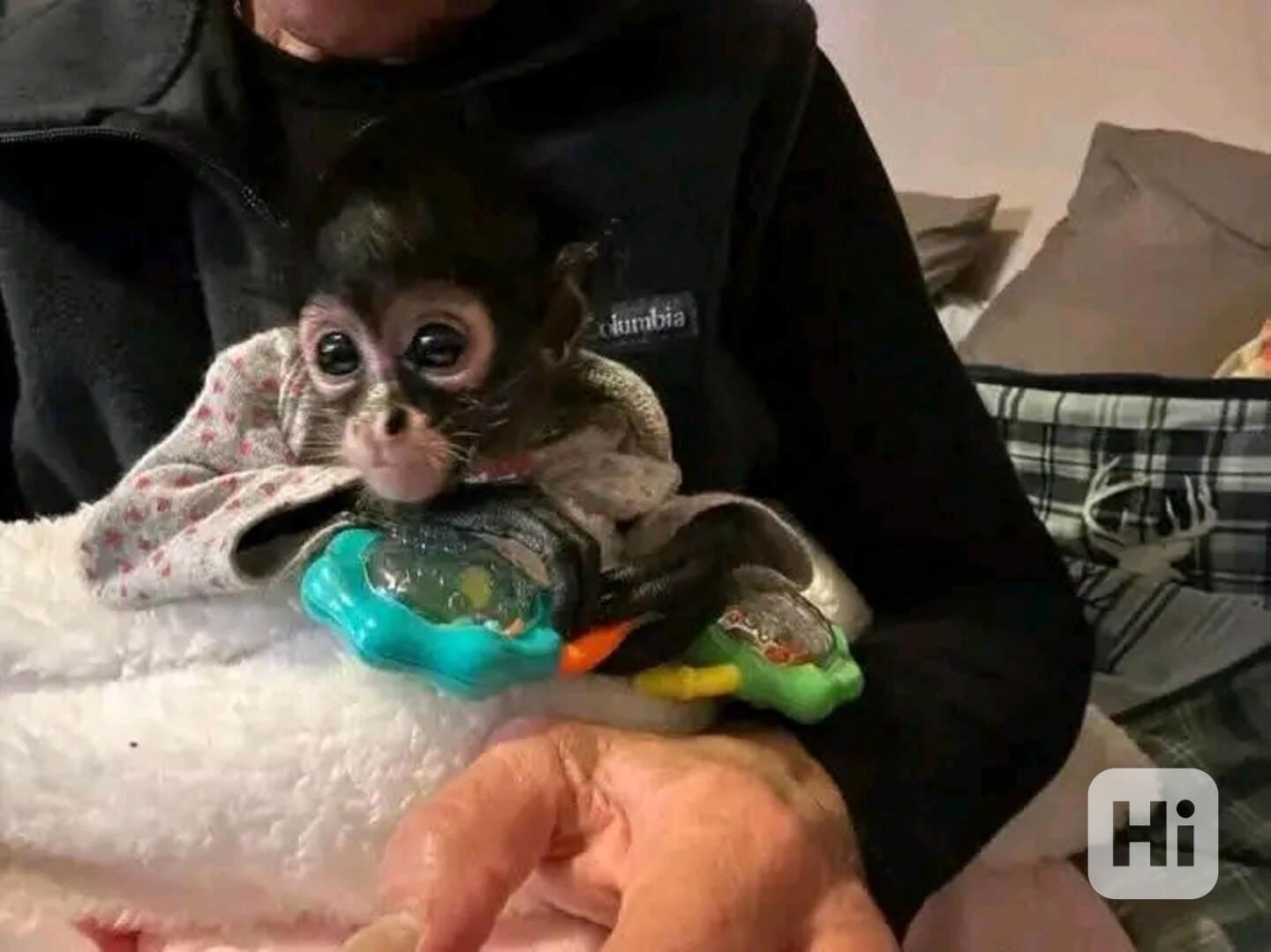  Super jemné kapucínky - foto 1