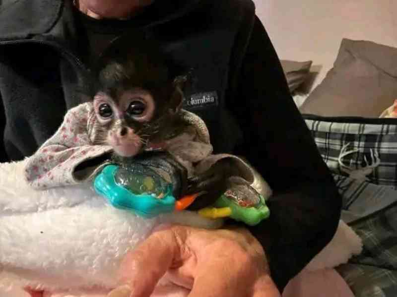  Super jemné kapucínky - foto 1