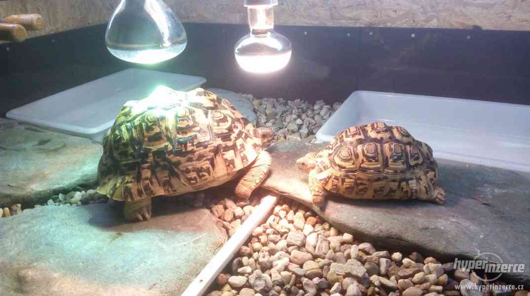 Želvárium, želví stůl pojízdný prosklený - foto 3