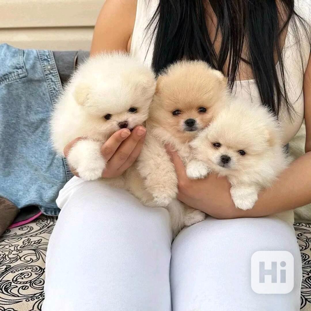 Pomeranian - foto 1