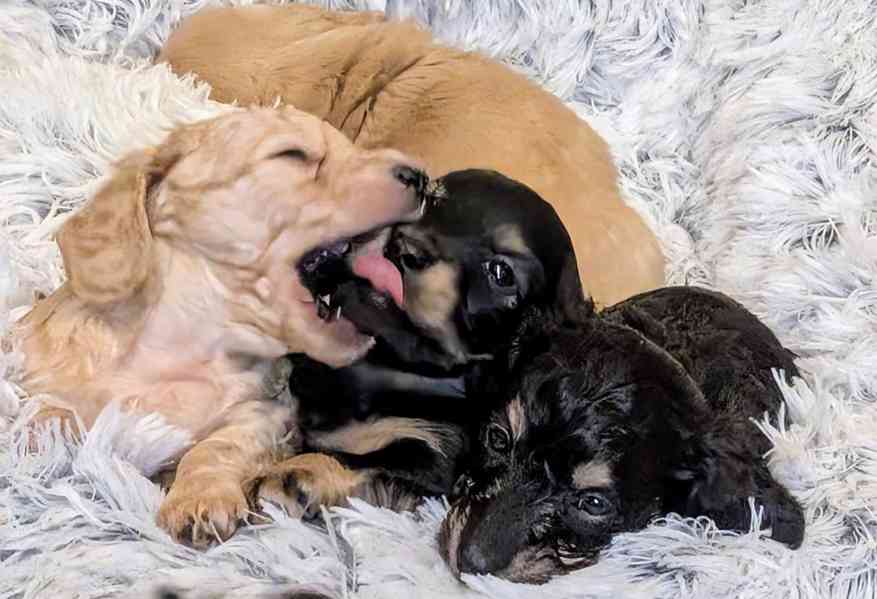 Štěňata miniaturního jezevčíka s dlouhou srstí - foto 5