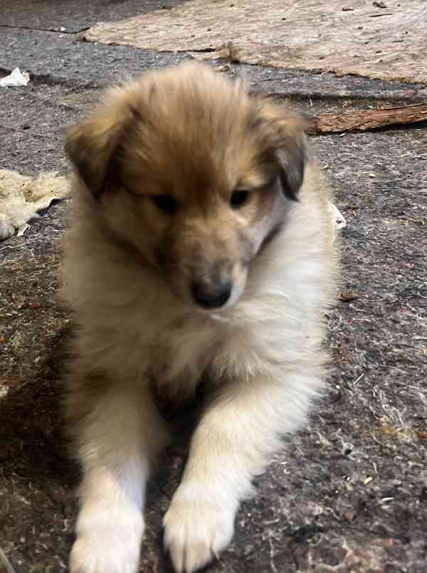 Kolie dlouhosrsté bez PP - foto 3