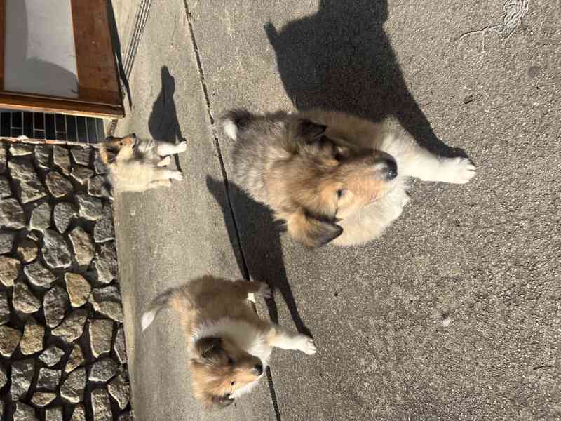 Kolie dlouhosrsté bez PP - foto 2