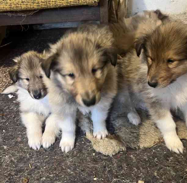 Kolie dlouhosrsté bez PP - foto 1