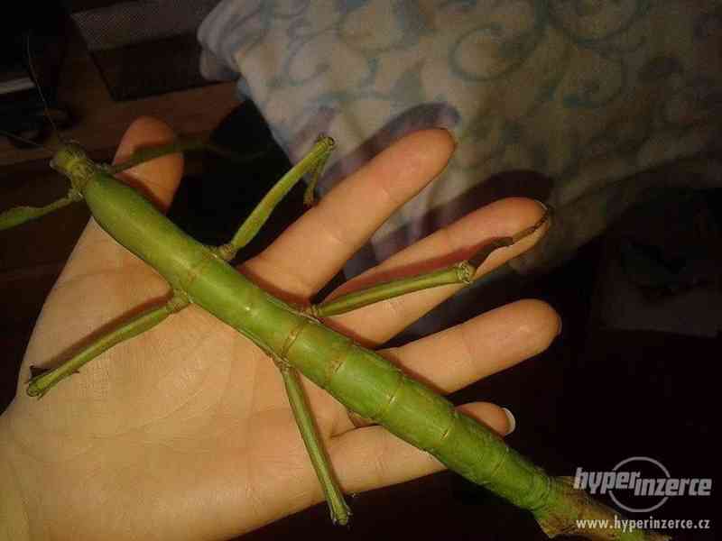 |Pharnacia Ponderosa - obří pakobylky - foto 2