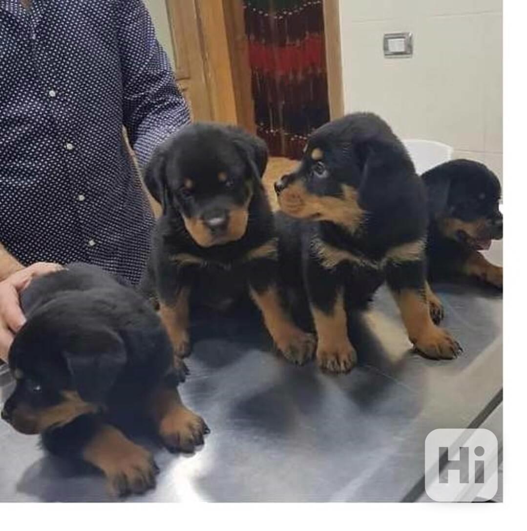 štěňata rotvajlera k adopci - foto 1