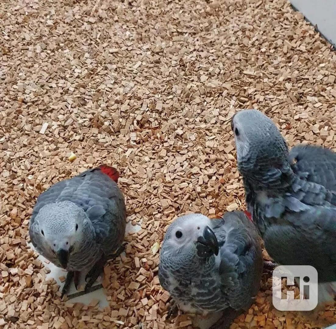 Papoušci šedí pro papoušky - foto 1