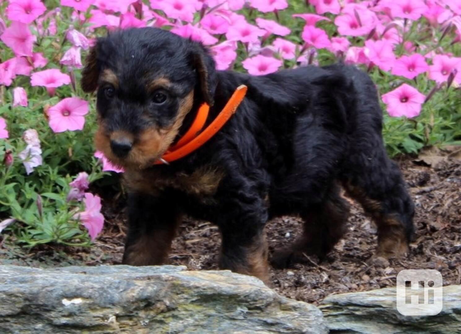 Prodám štěňata erdelteriéra - foto 1