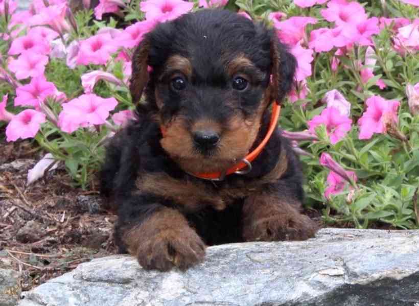 Prodám štěňata erdelteriéra - foto 2