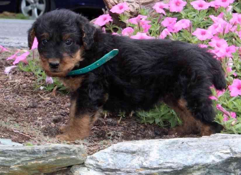 Prodám štěňata erdelteriéra - foto 3