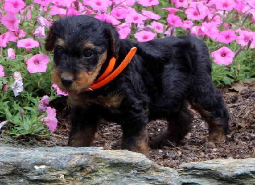 Prodám štěňata erdelteriéra - foto 1