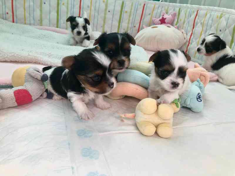 Biewer jorkširský teriér - foto 1