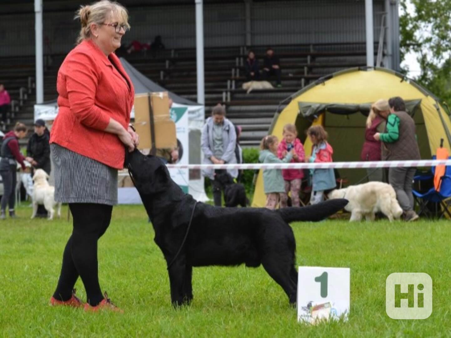 Labradorský retriever - foto 1