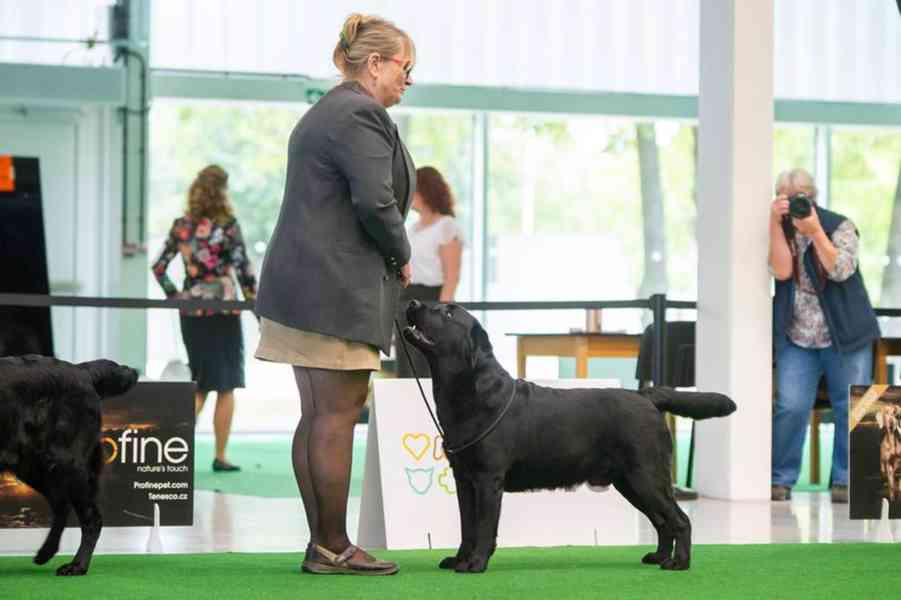 Labradorský retriever - foto 2