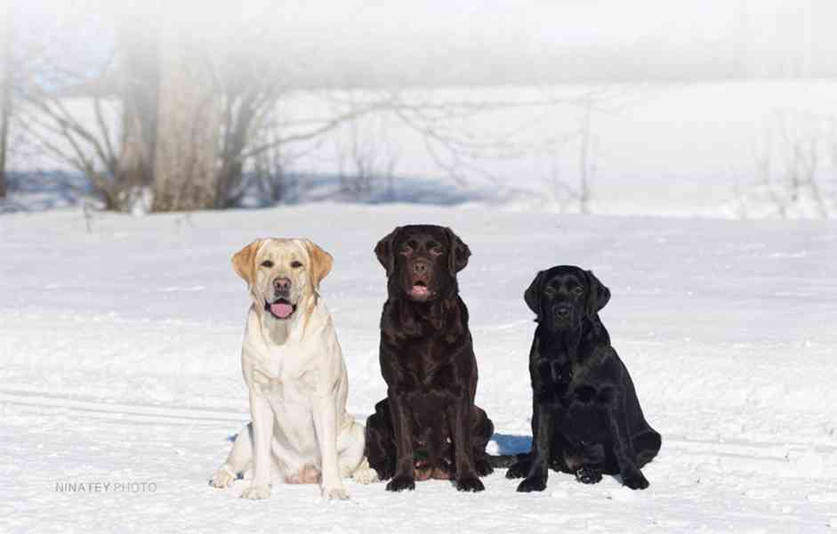 Labradorský retriever - foto 4