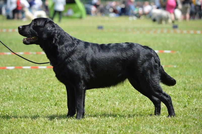 Labradorský retriever - foto 5