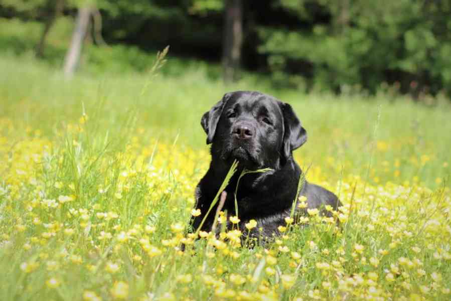 Labradorský retriever - foto 3