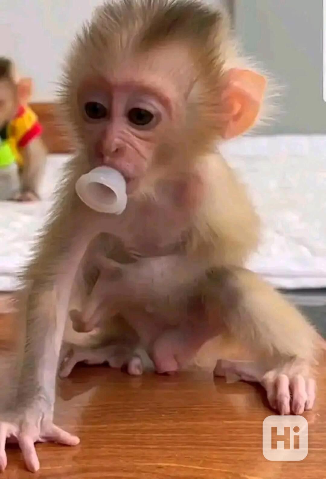  Šťastný chlapeček a holčička Capuchin Beauty - foto 1