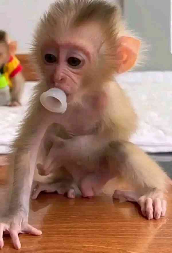  Šťastný chlapeček a holčička Capuchin Beauty