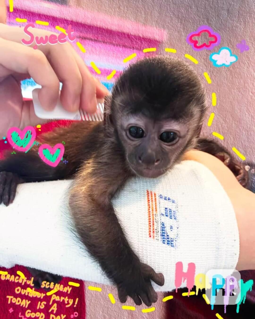 Krásné kapucínské opice k adopci - foto 1