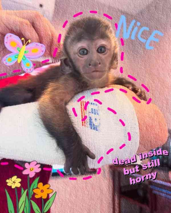 Krásné kapucínské opice k adopci - foto 2