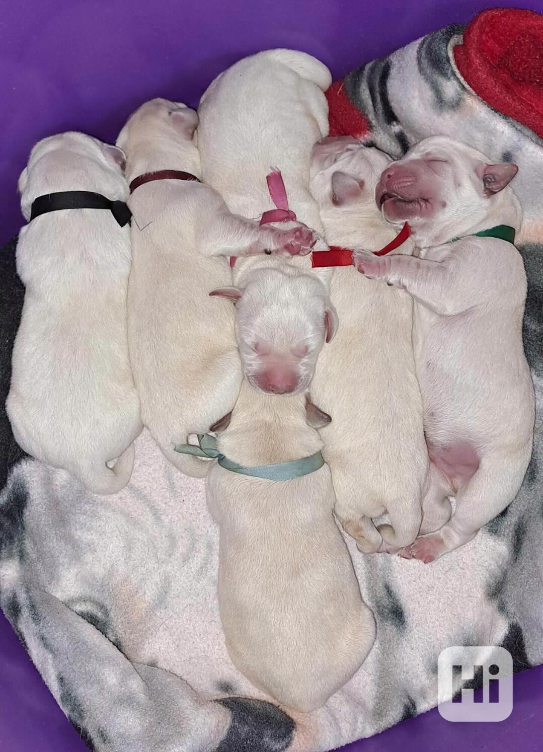 Smetanová štěňátka labradora s PP - foto 1