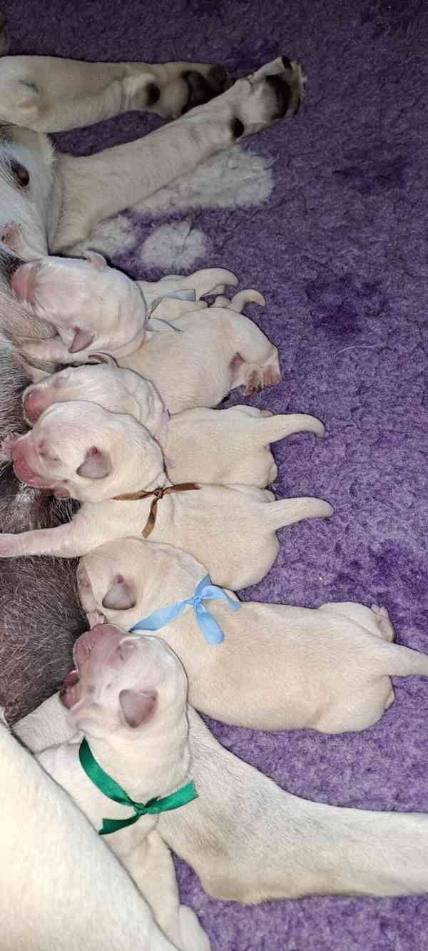 Smetanová štěňátka labradora s PP - foto 4