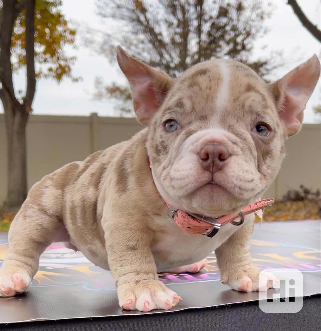Štěňátko Amerického kapesního buldoka k adopci zdarma   - foto 1
