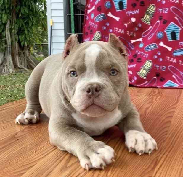 Štěňátko Amerického kapesního buldoka k adopci zdarma   - foto 2