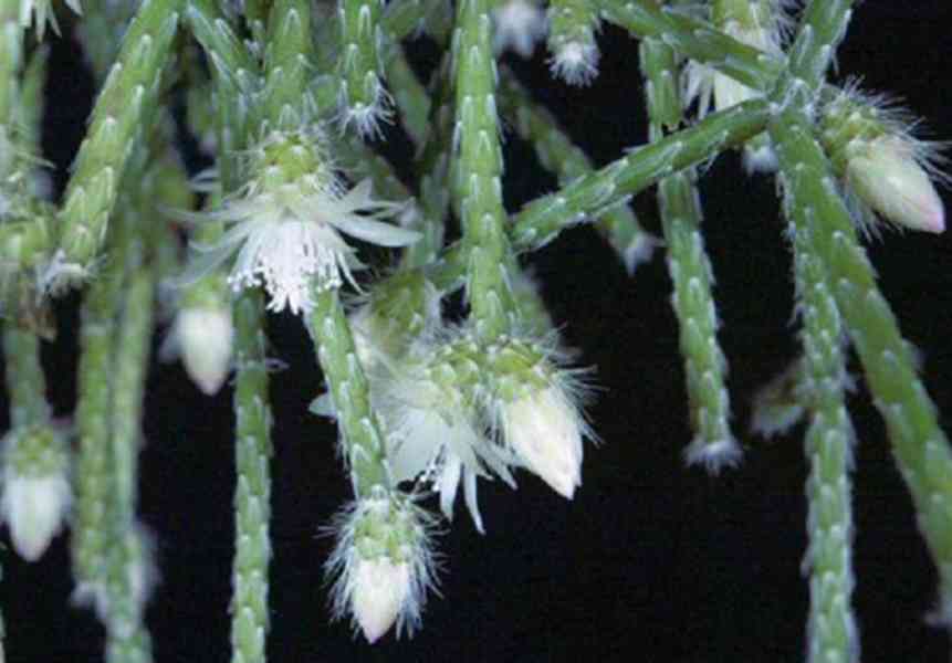 Rhipsalis pilocarpa - nenáročný převislý kaktus - rostlina - foto 2